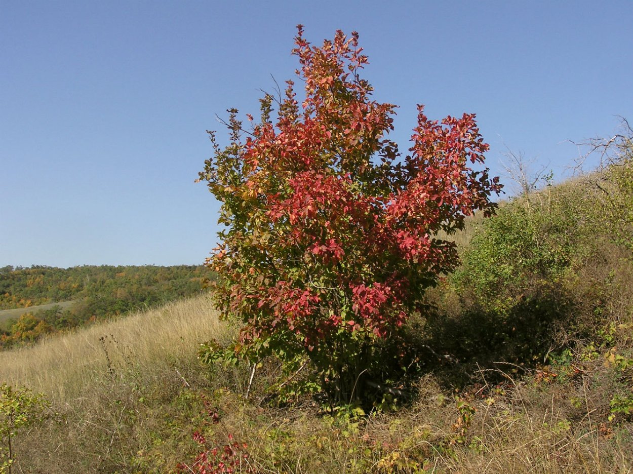 Клён татарский
