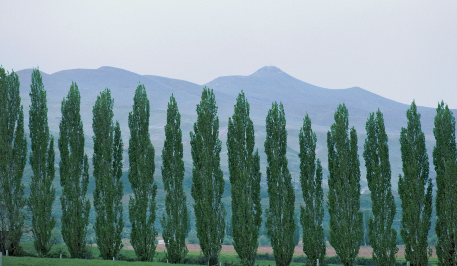 Тополь пирамидальный