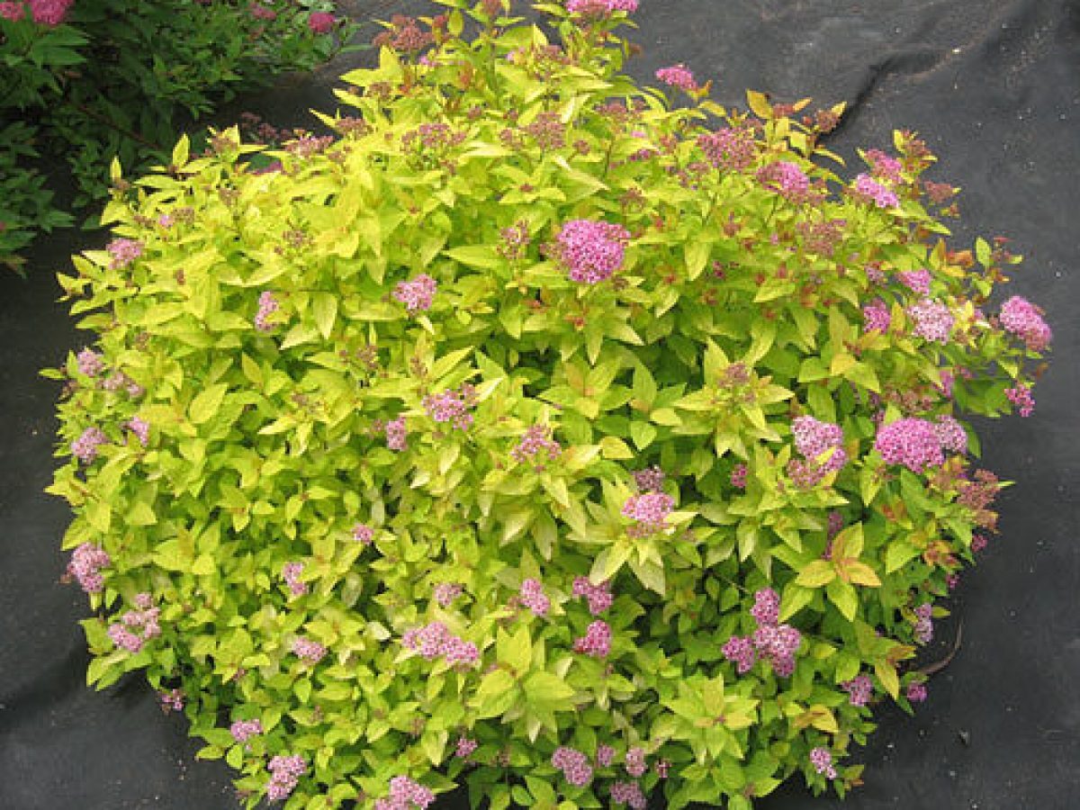 Спирея японская