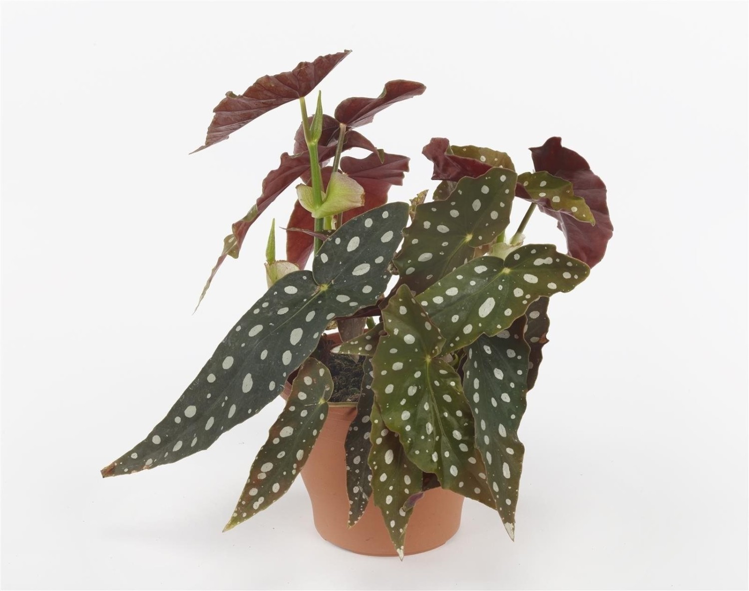 Бегония пятнистая