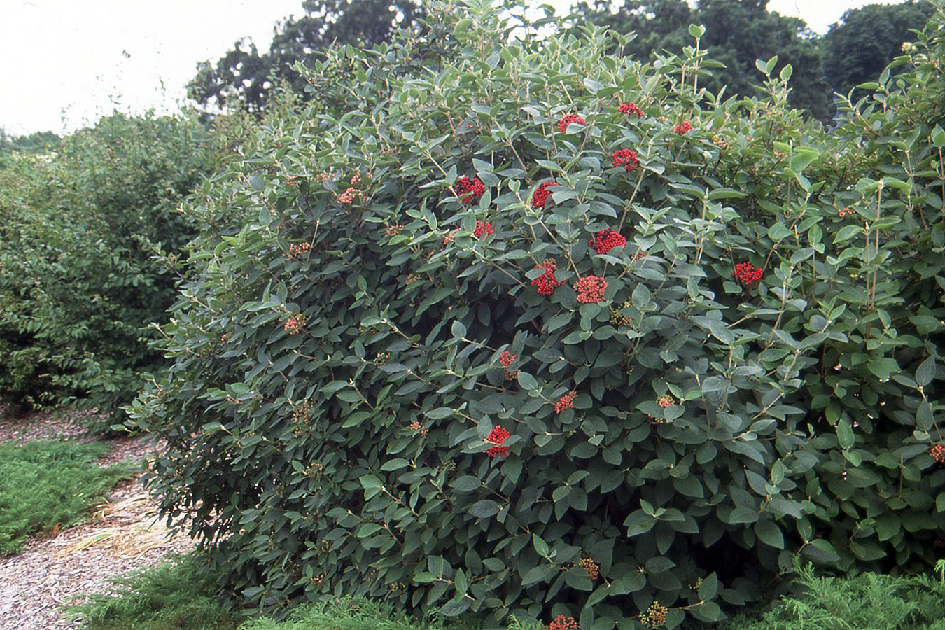 Калина сливолистная