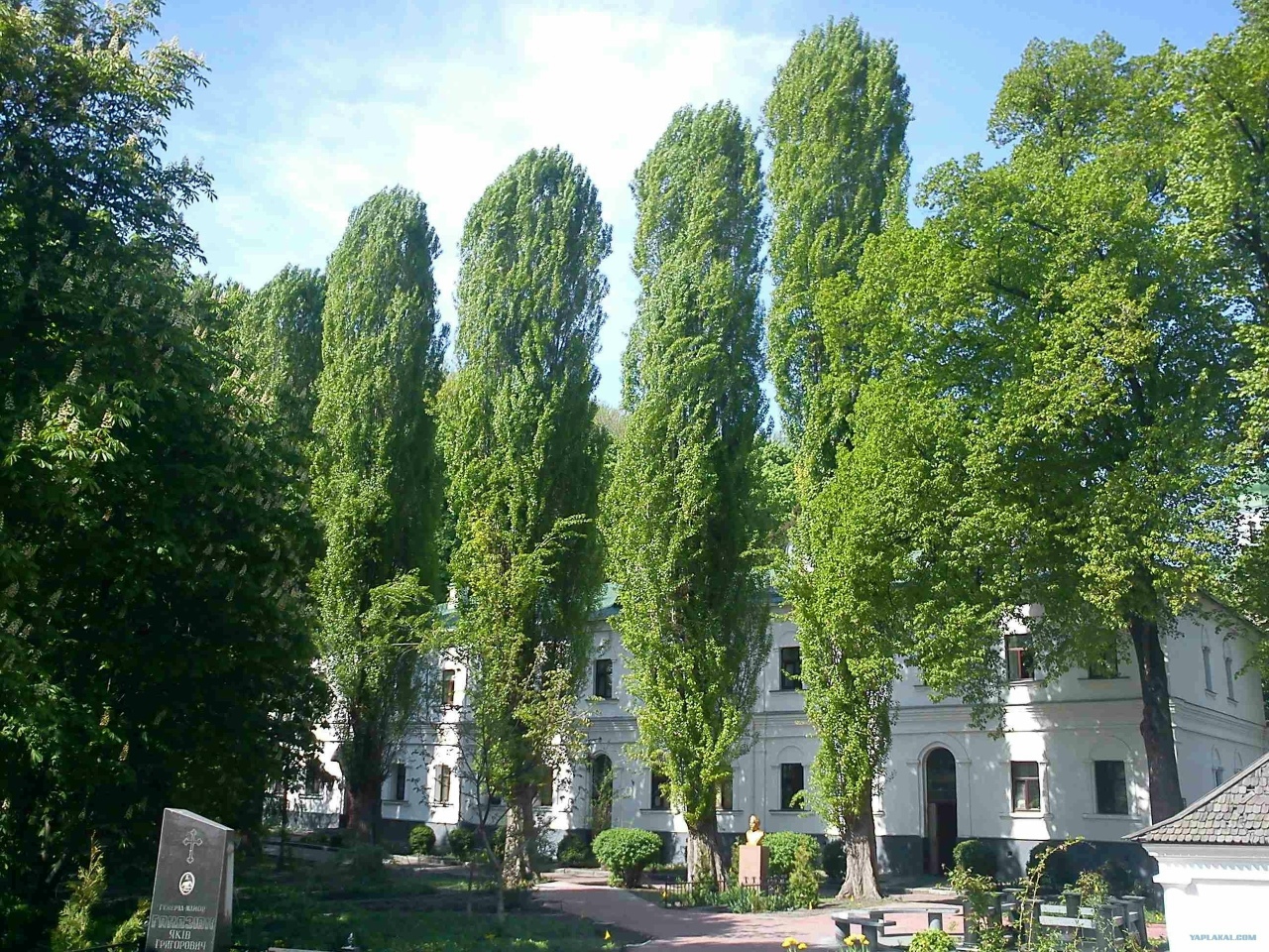 Тополь пирамидальный