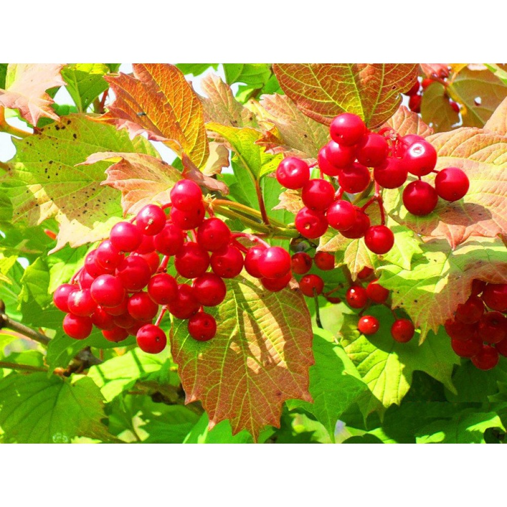 Калина полезная Калина полезная