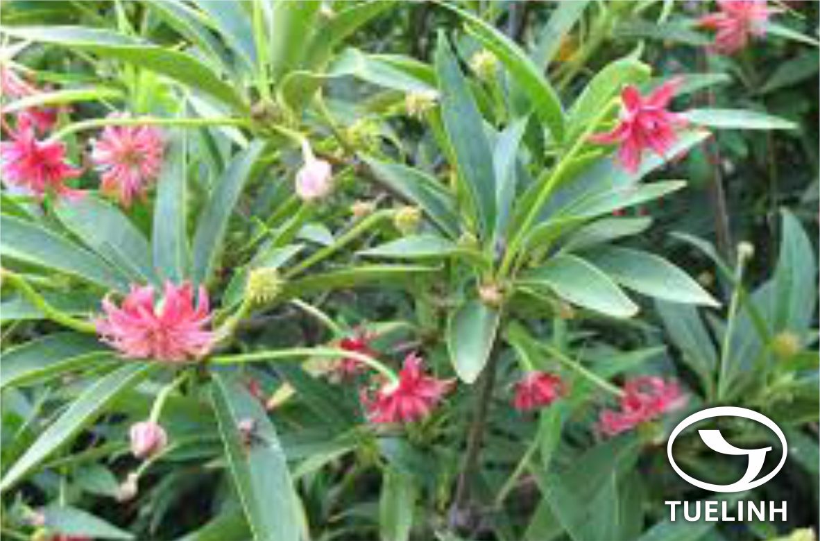 Бадьян мелкоцветковый