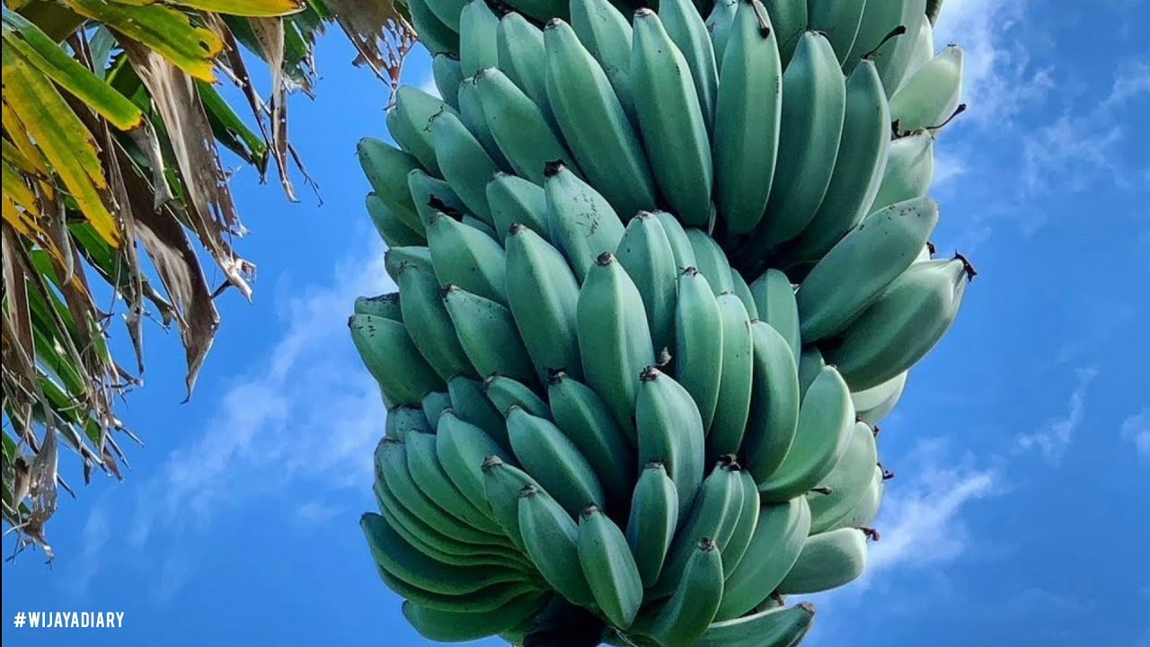 Банан Бальбиса