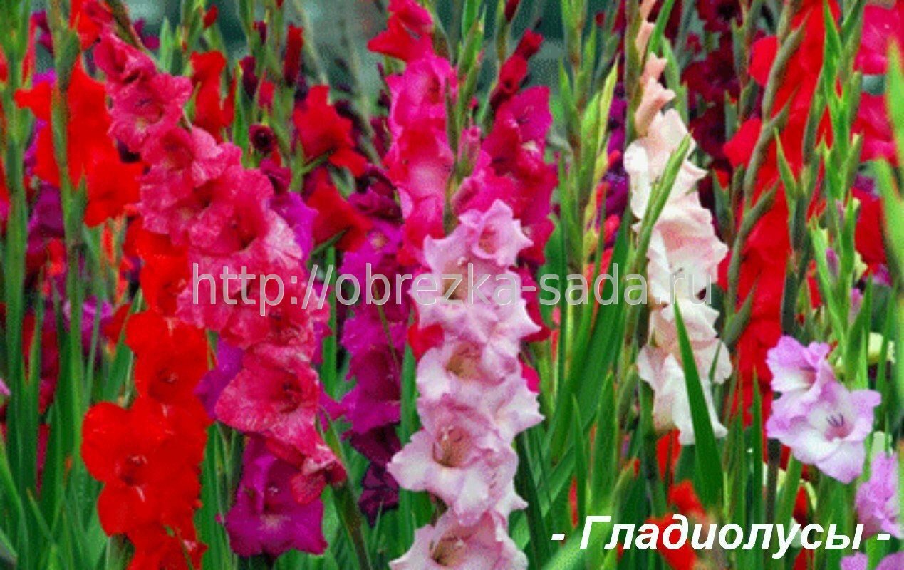 Гладиолус