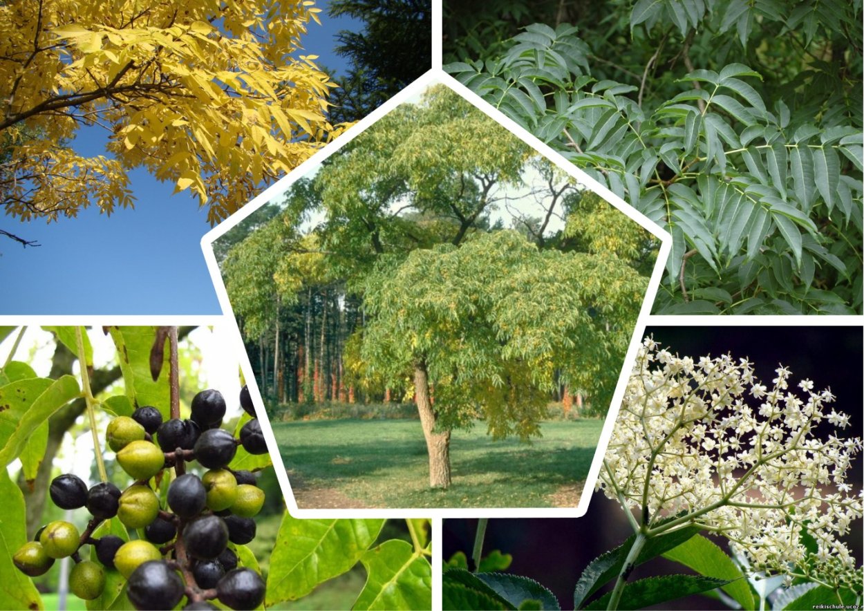 Бархат сахалинский Бархат сахалинский