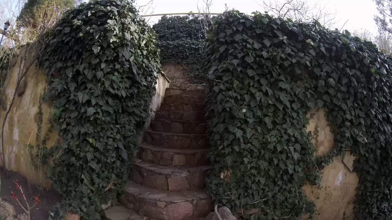 Плющ колхидский