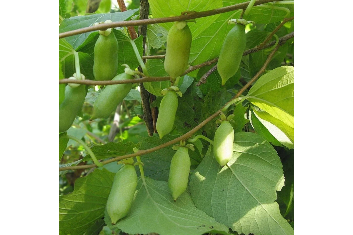 Актинидия полигамная