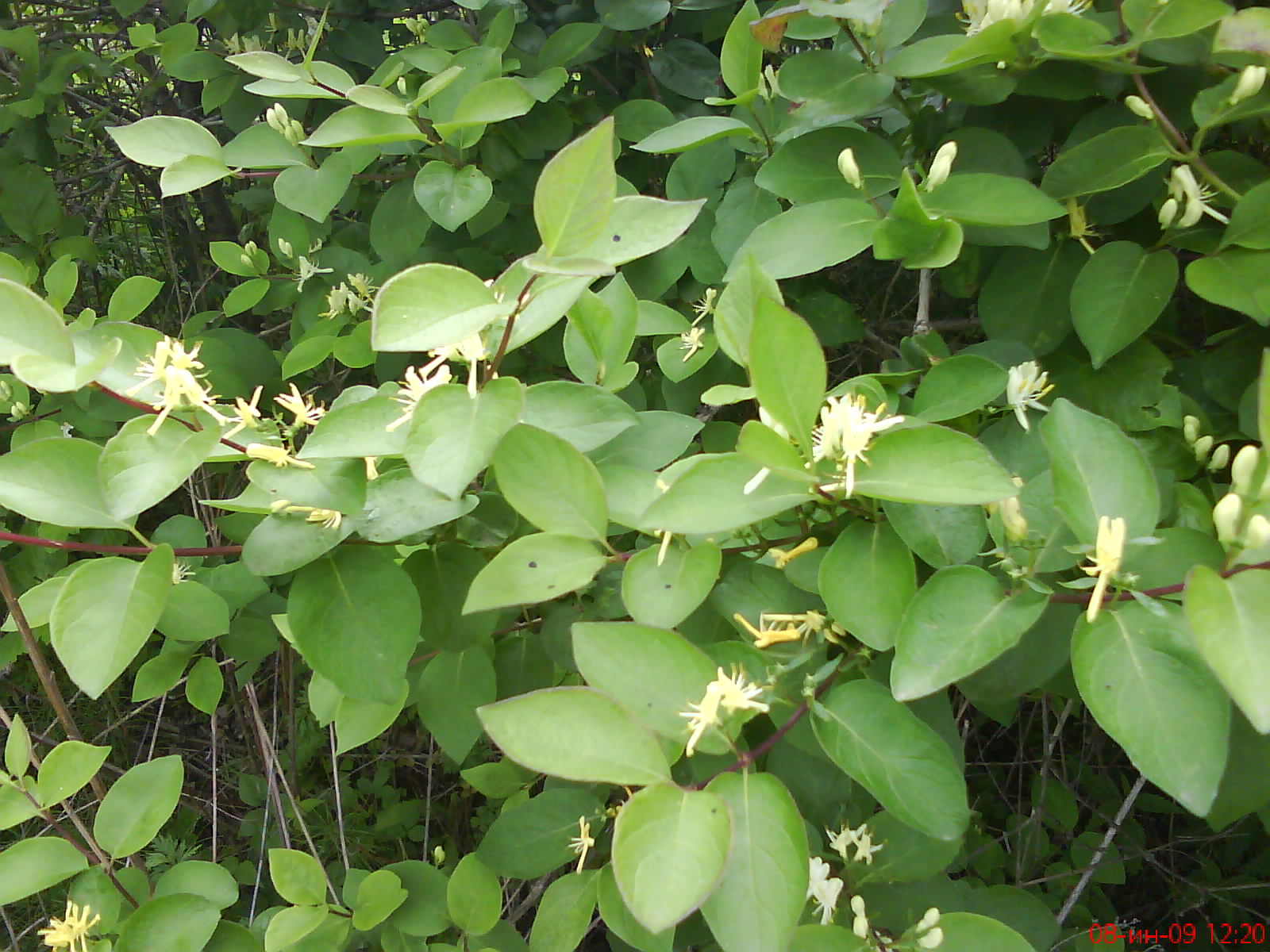 Жимолость Маака