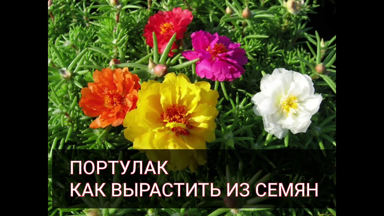 Портулак
