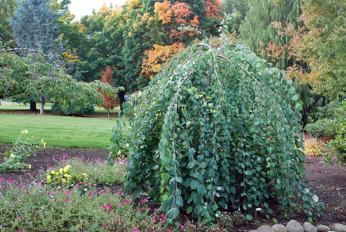 Багрянник японский