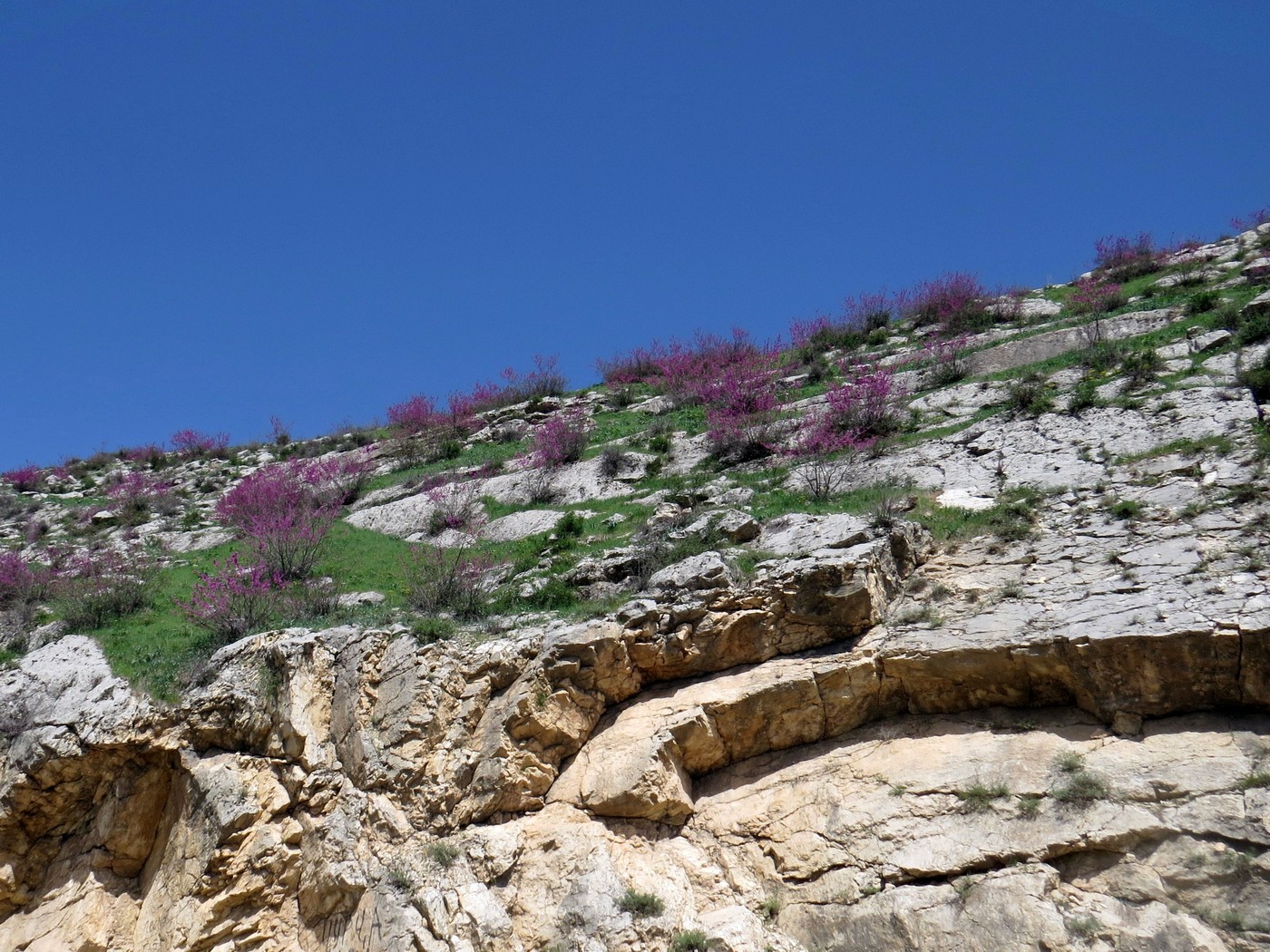 Багрянник Гриффита