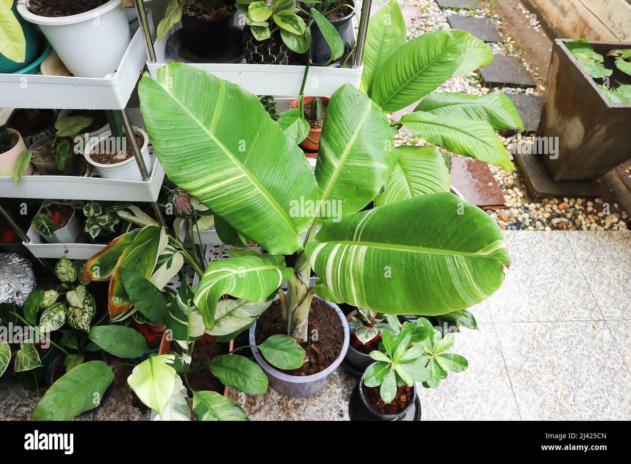 Банан Бальбиса