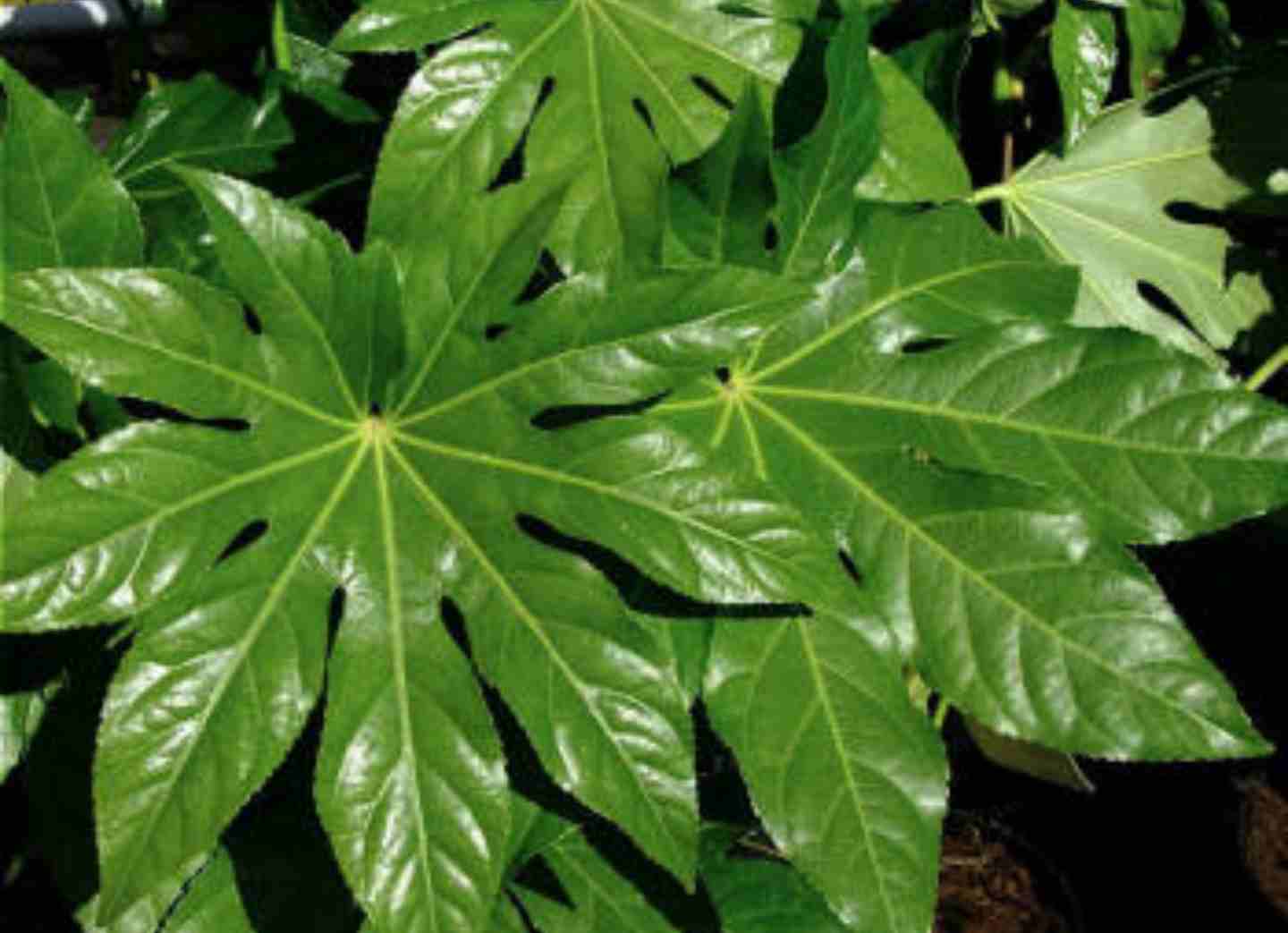 Каштан японский