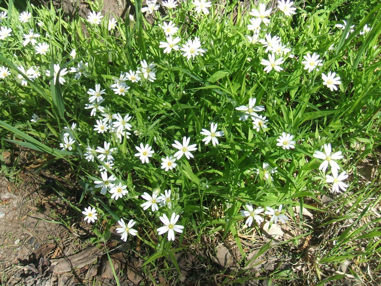 Бахромчатолепестник лучистый