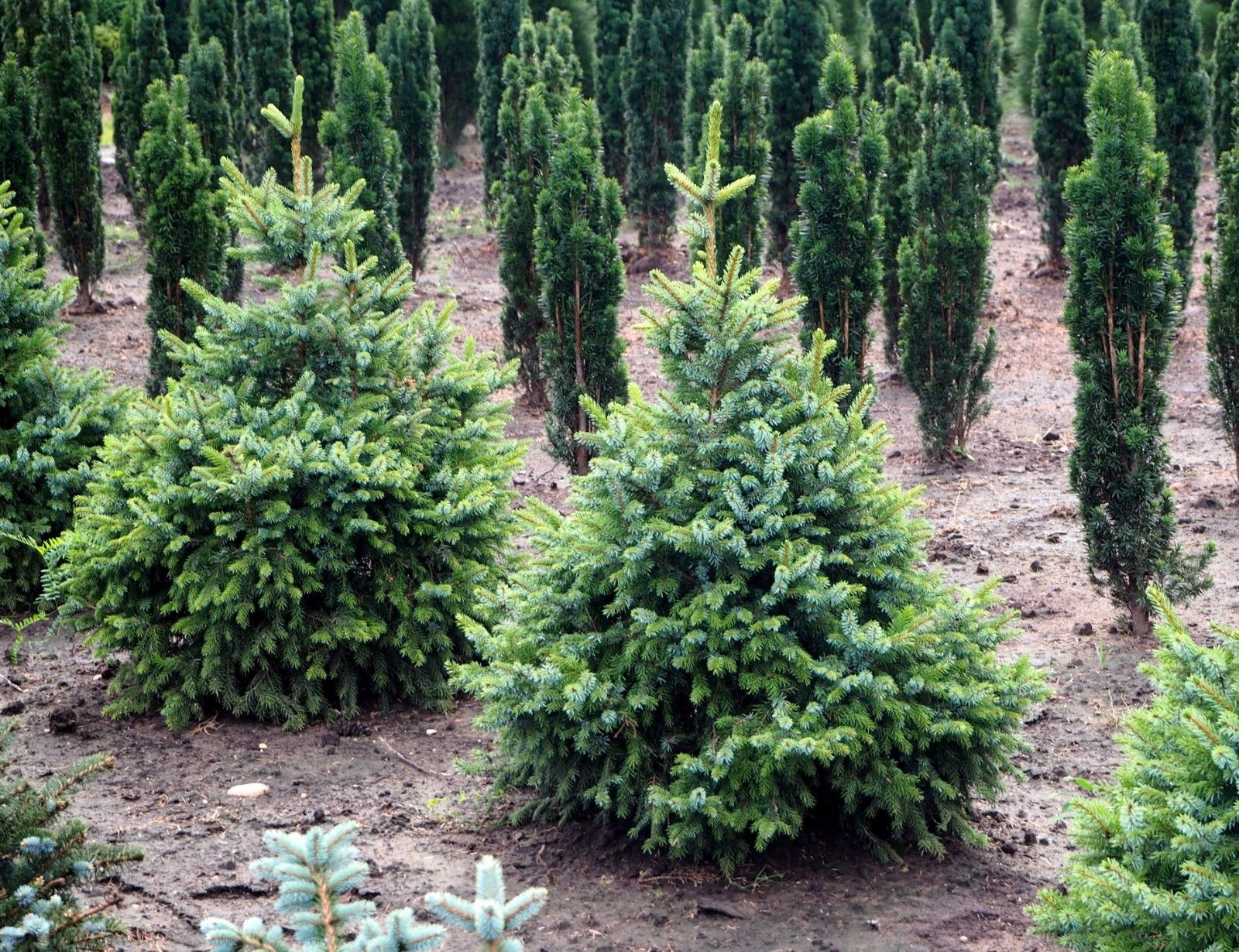 Ель сербская Ель сербская