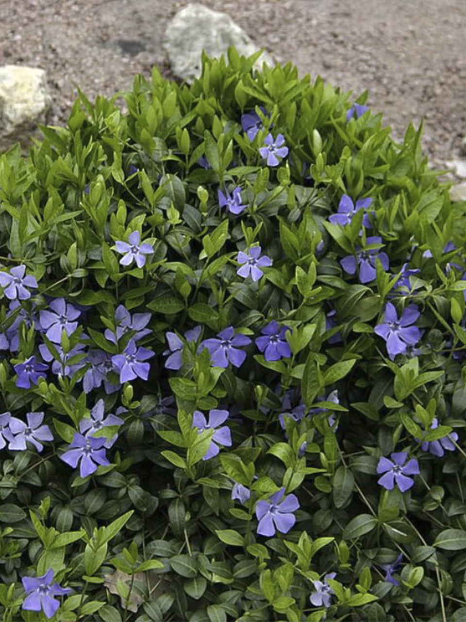 Барвинок прямой