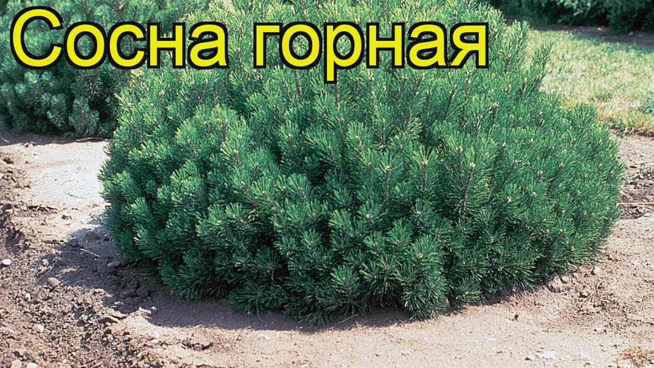 Сосна горная