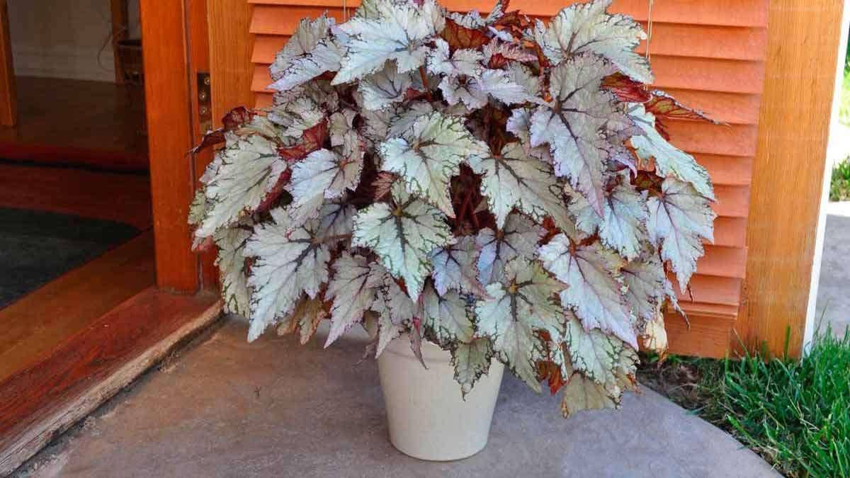 Бегония королевская