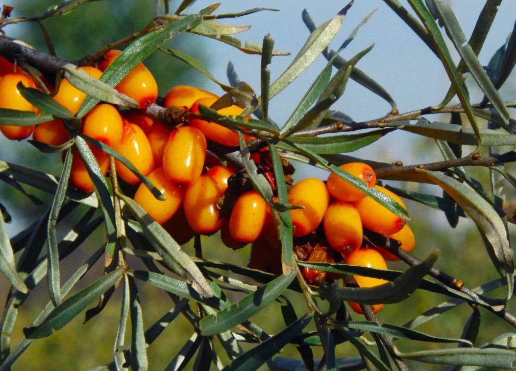 Облепиха Облепиха