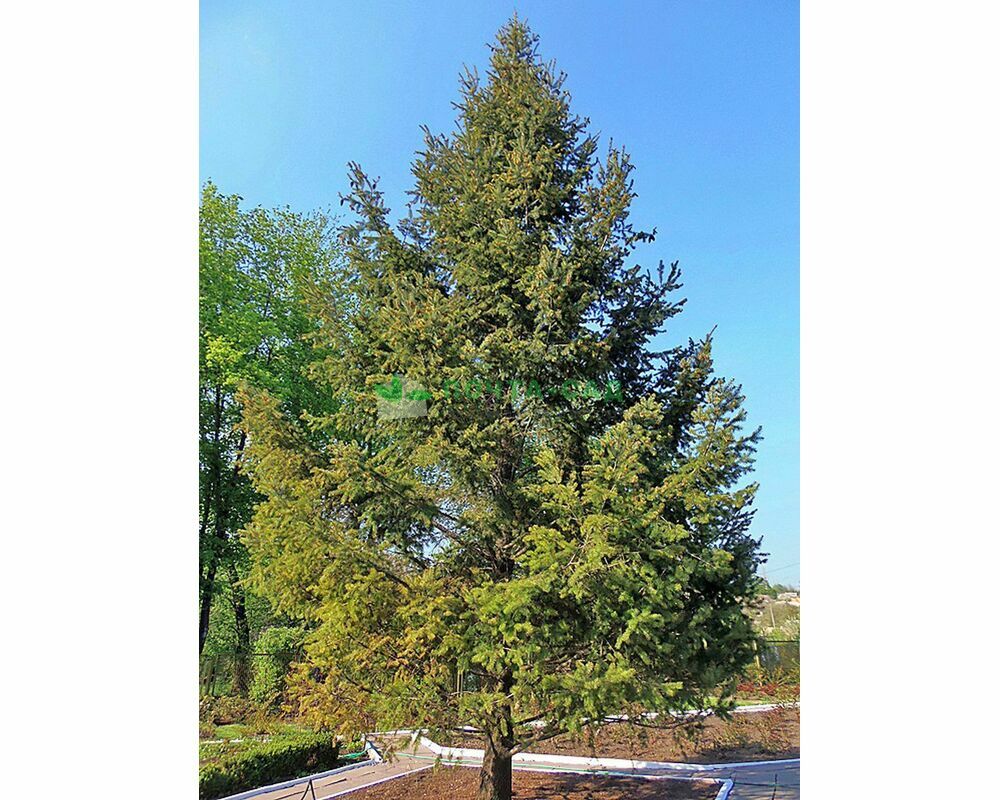 Псевдотсуга