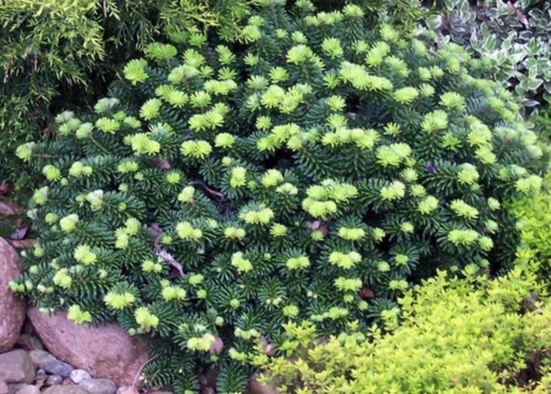 Пихта бальзамическая