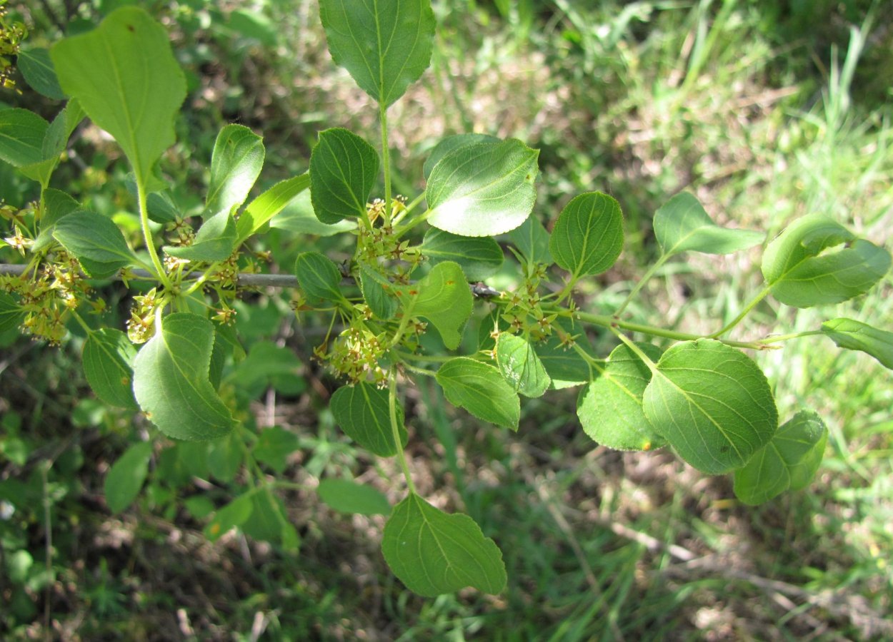 Крушина американская