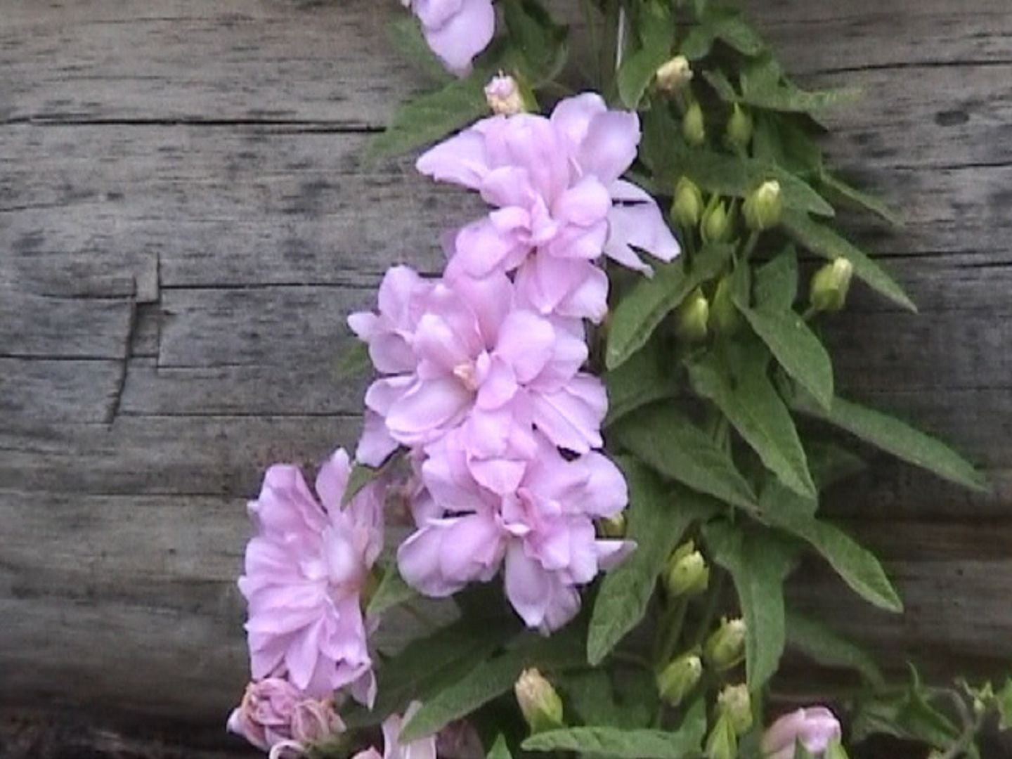 Калистегия японская