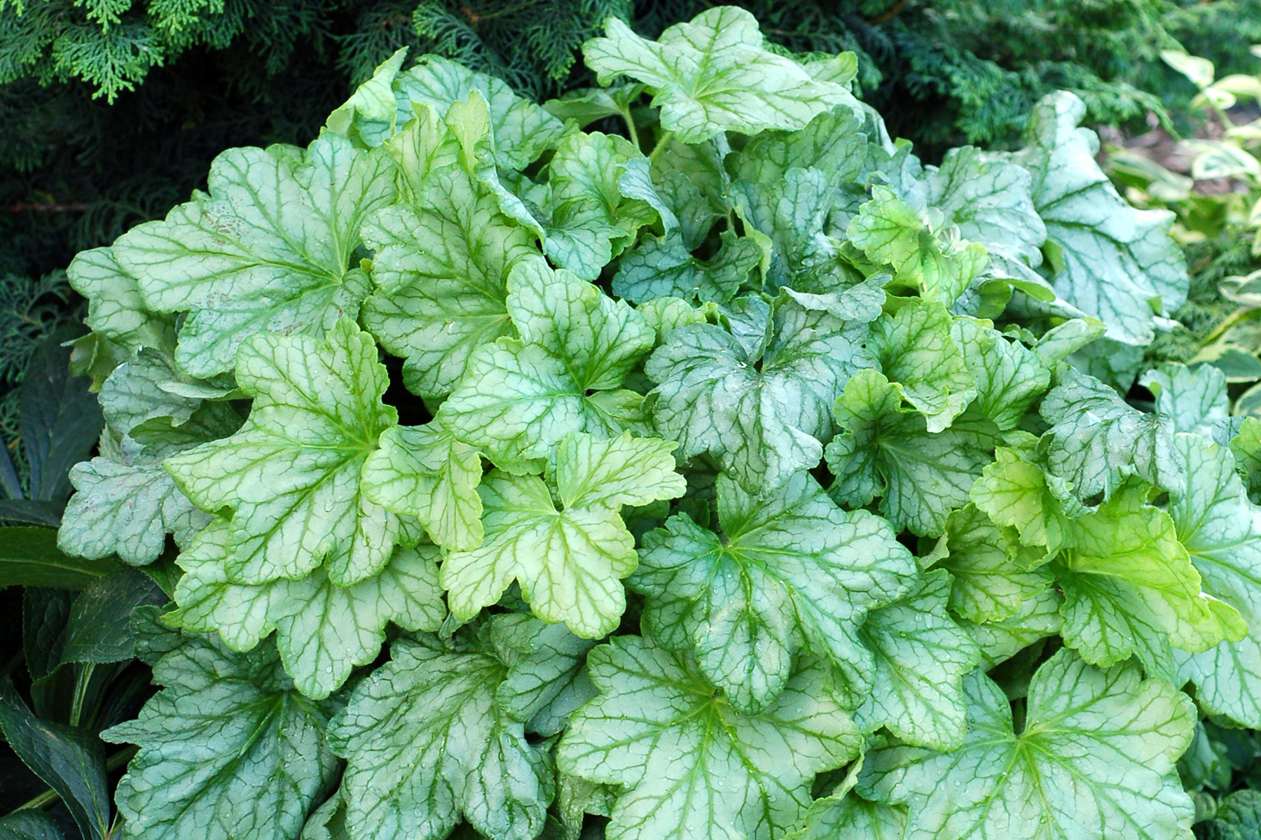 Гейхерелла