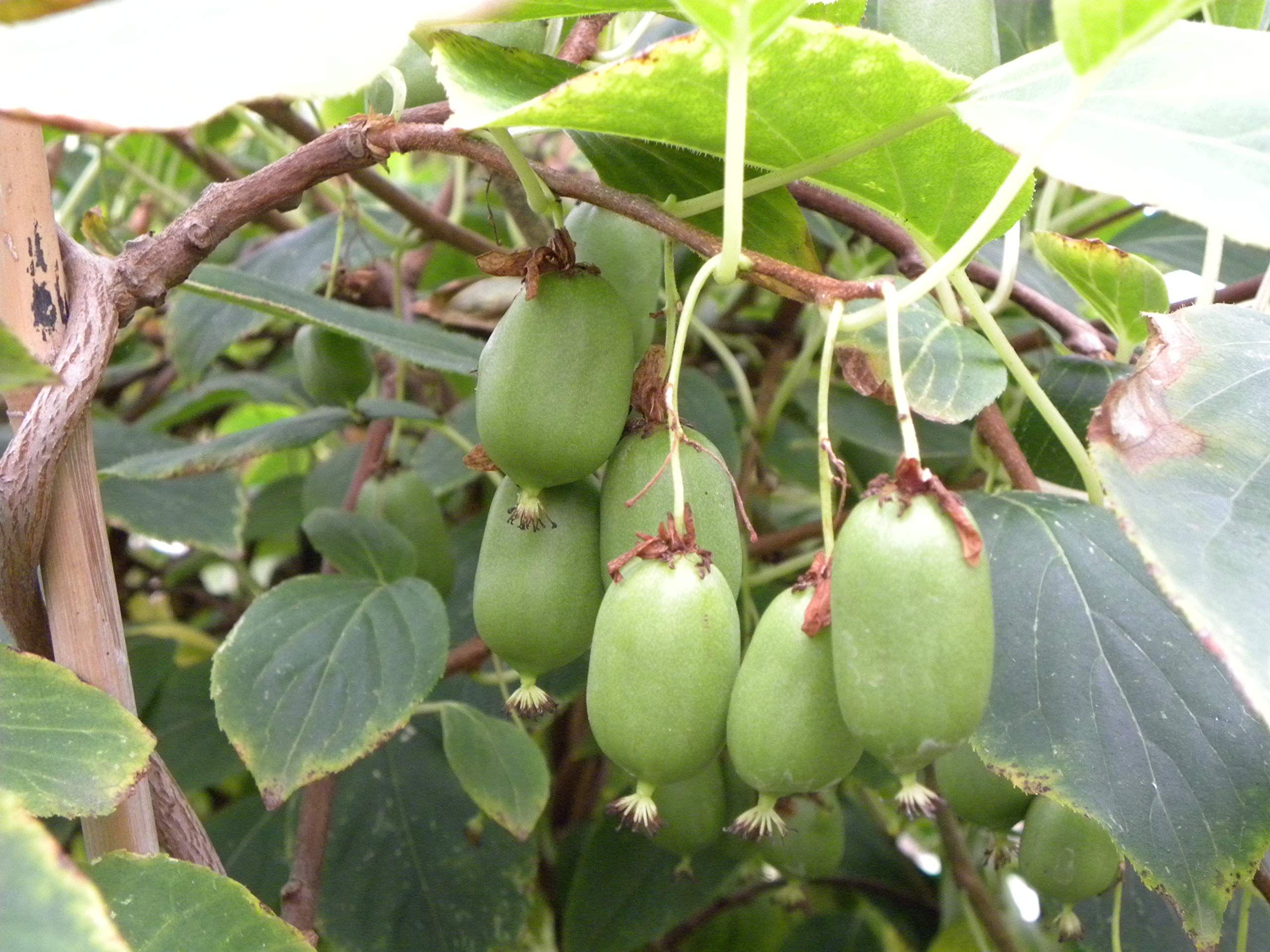 Актинидия острая