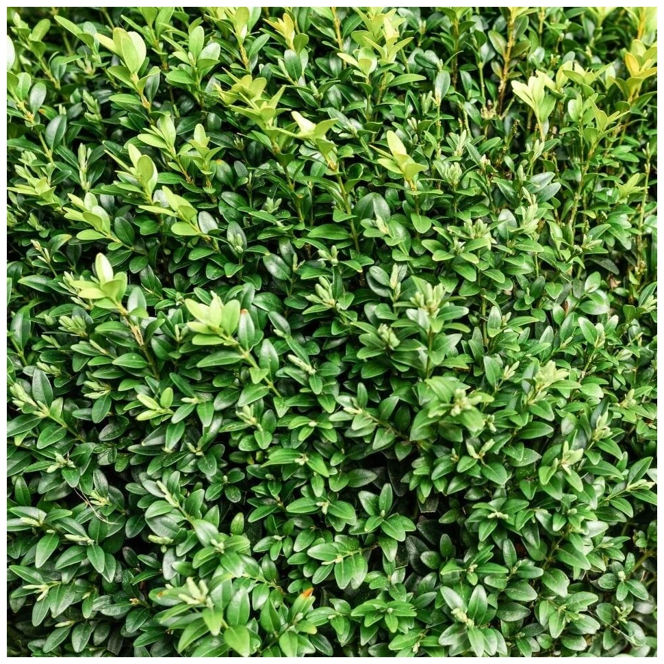 Самшит Самшит