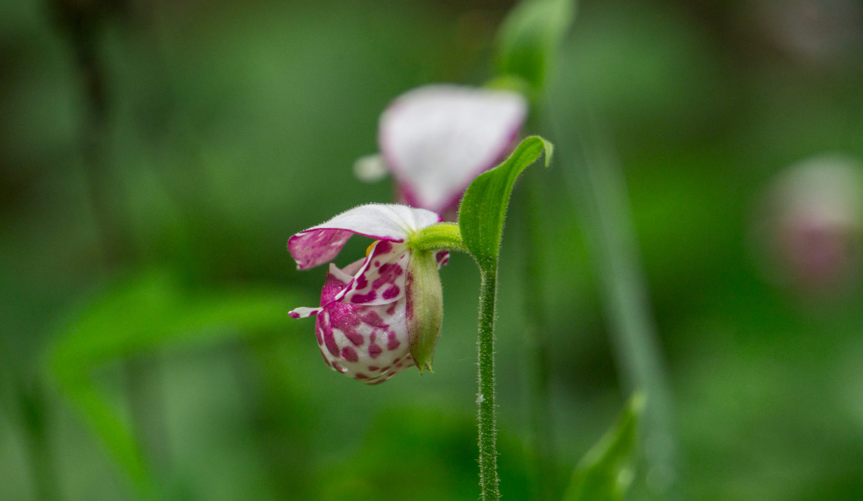 Башмачок капельный