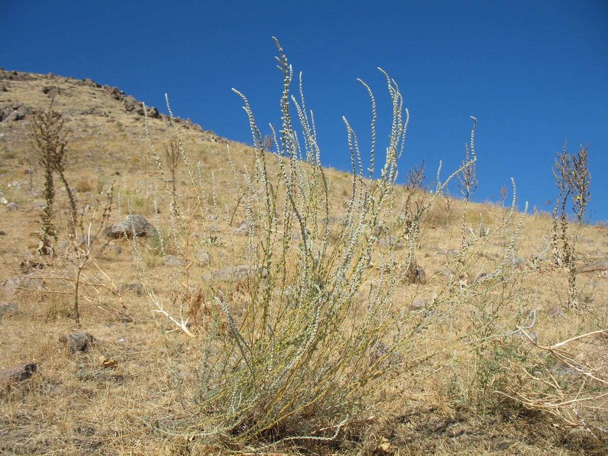 Бассия шерстистоцветковая Бассия шерстистоцветковая