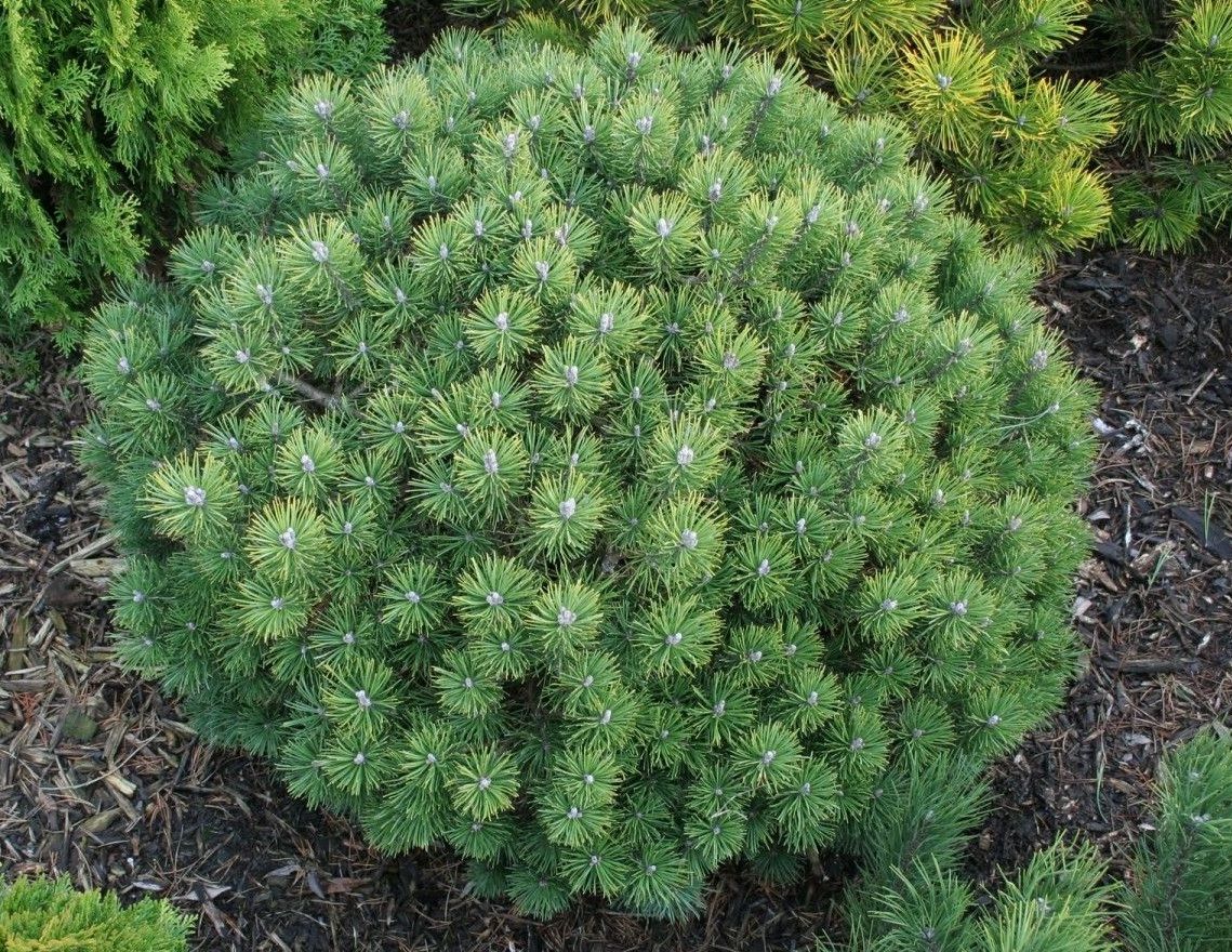 Сосна горная