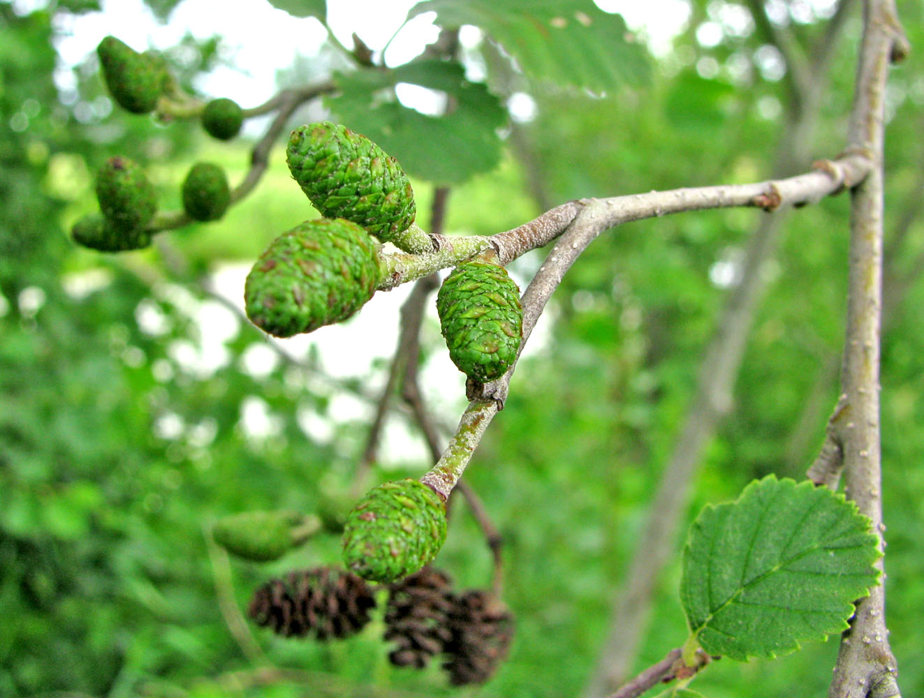 Ольха сибирская