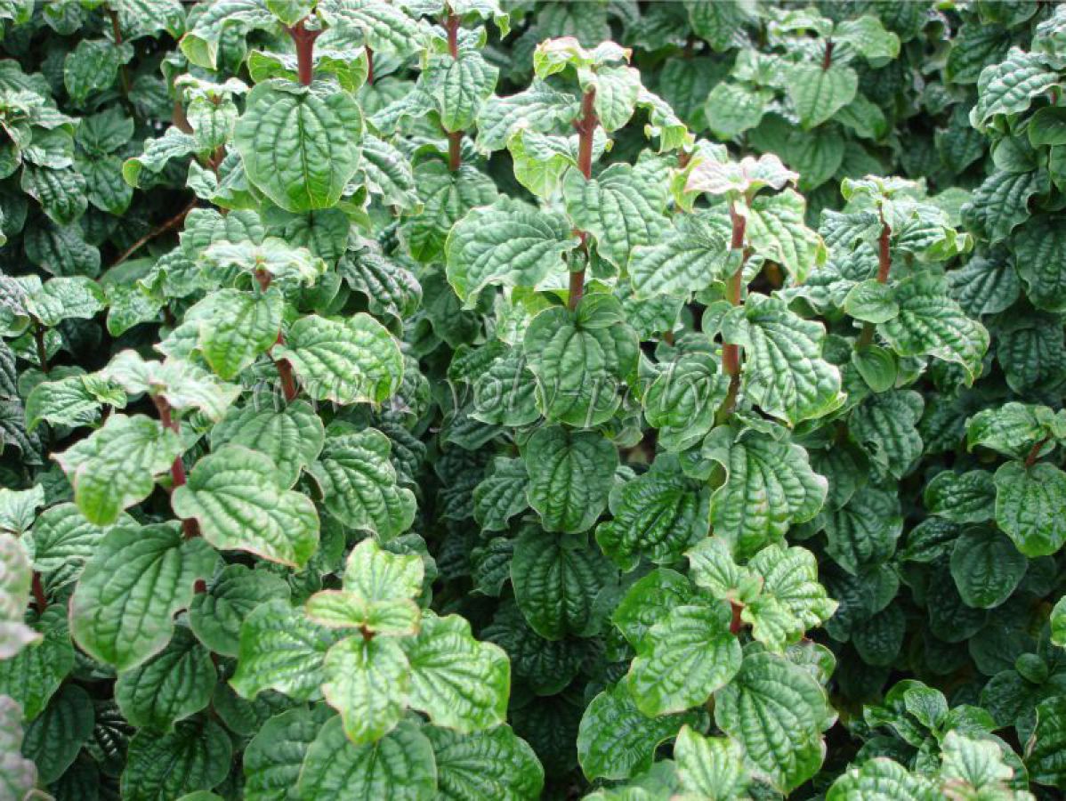 Дерен кроваво-красный Дерен кроваво-красный