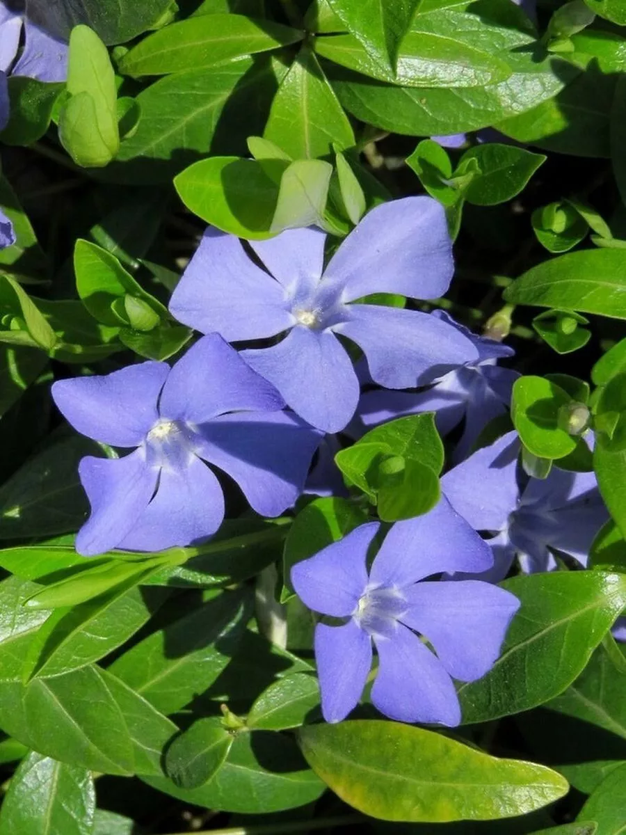 Барвинок малый