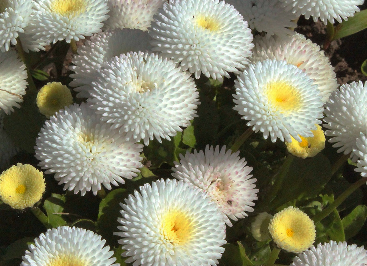 Маргаритка