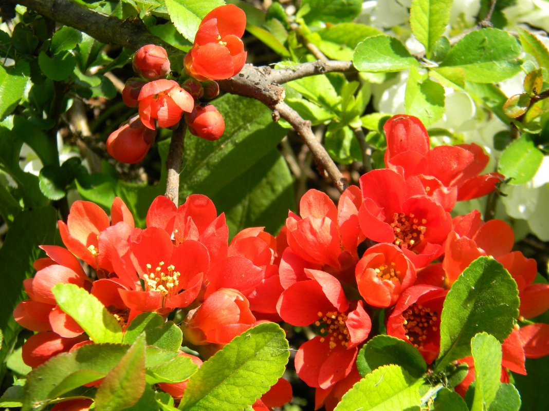 Айва катаянская Айва катаянская