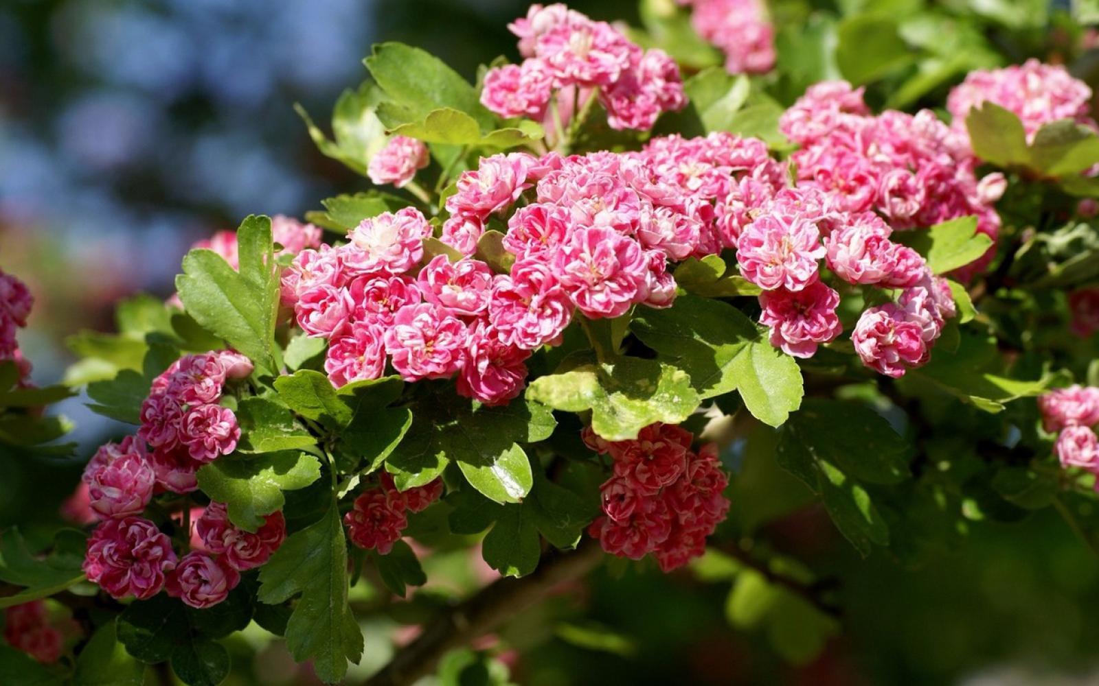 Боярышник петушья шпора