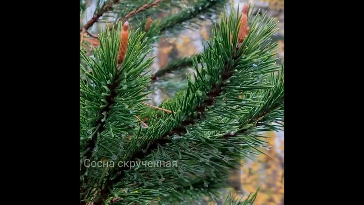 Сосна скрученная