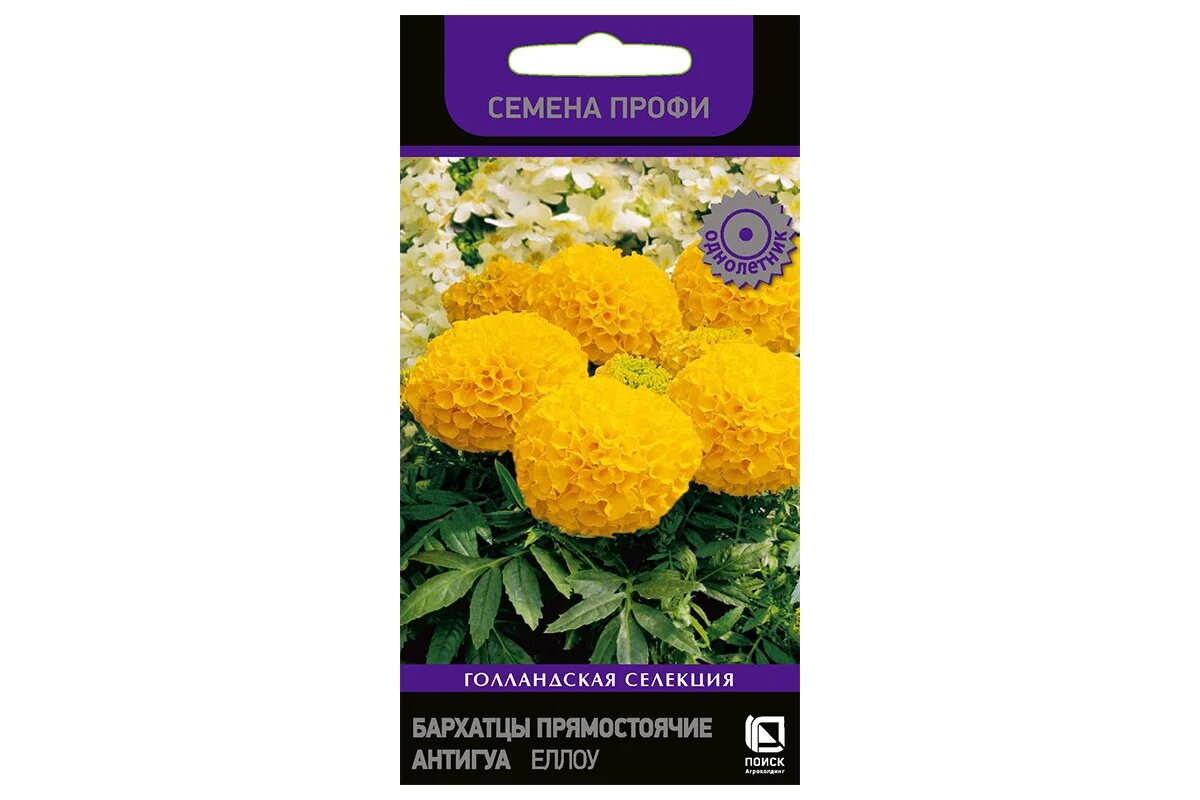 Бархатцы прямостоячие Бархатцы прямостоячие