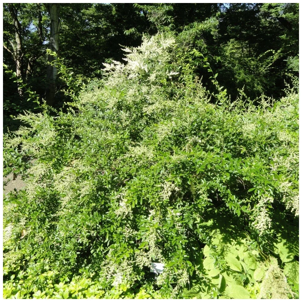 Бирючина Квихоу