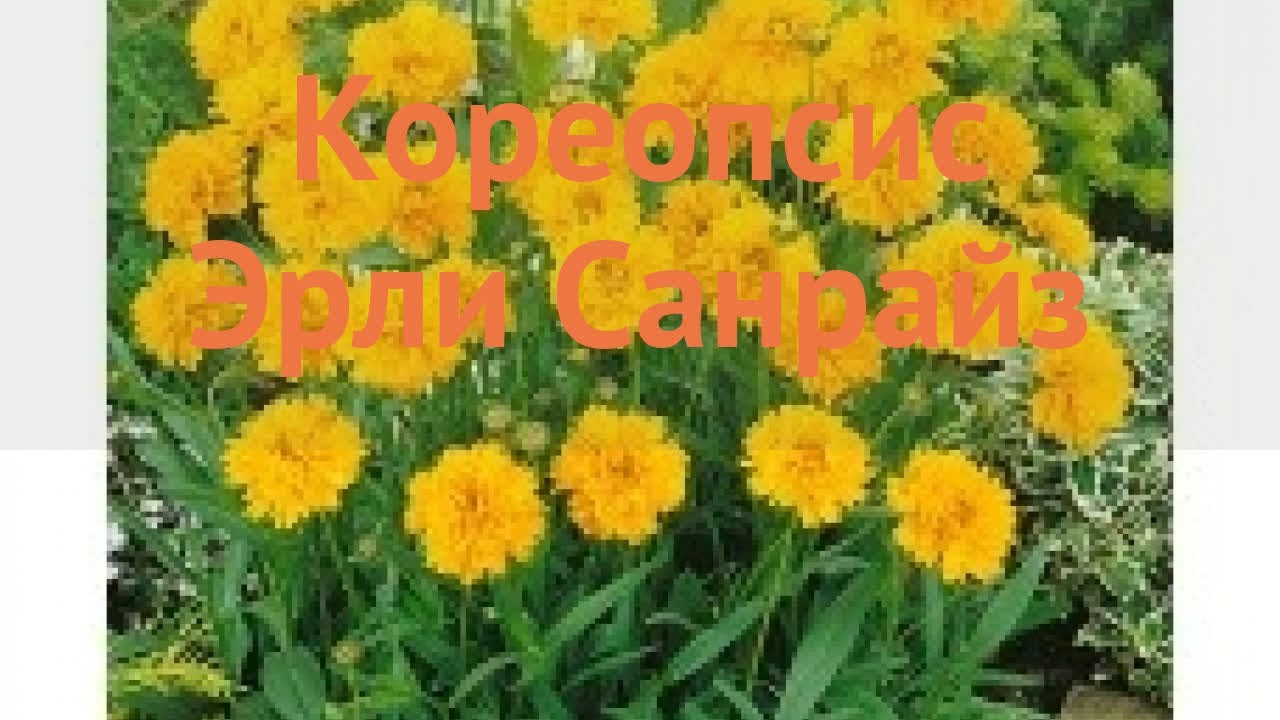Кореопсис