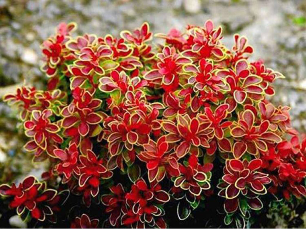 Барбарис Тунберга