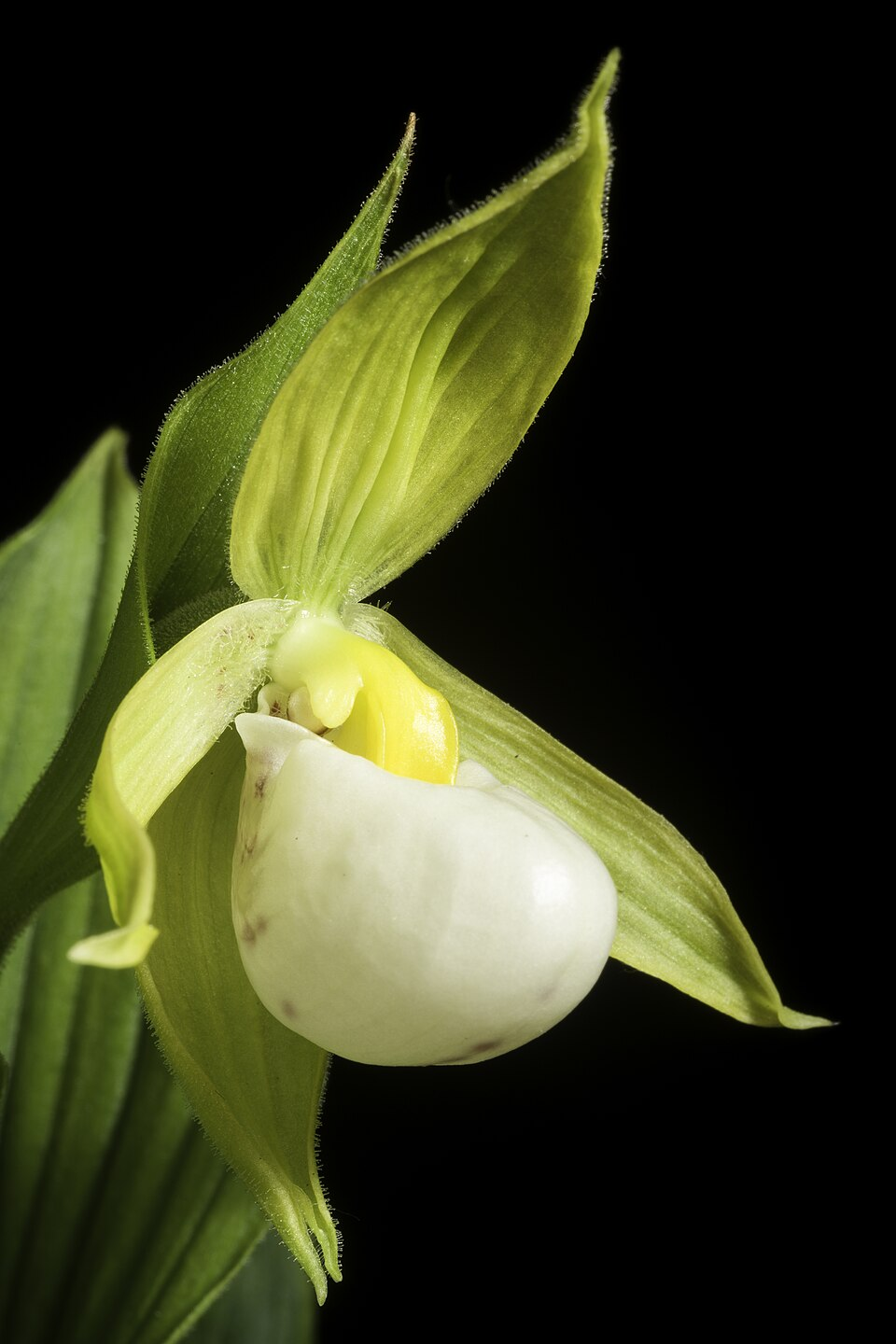 Башмачок сердценосный