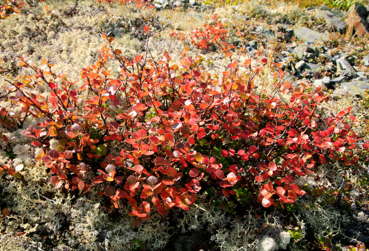 Береза карликовая Береза карликовая