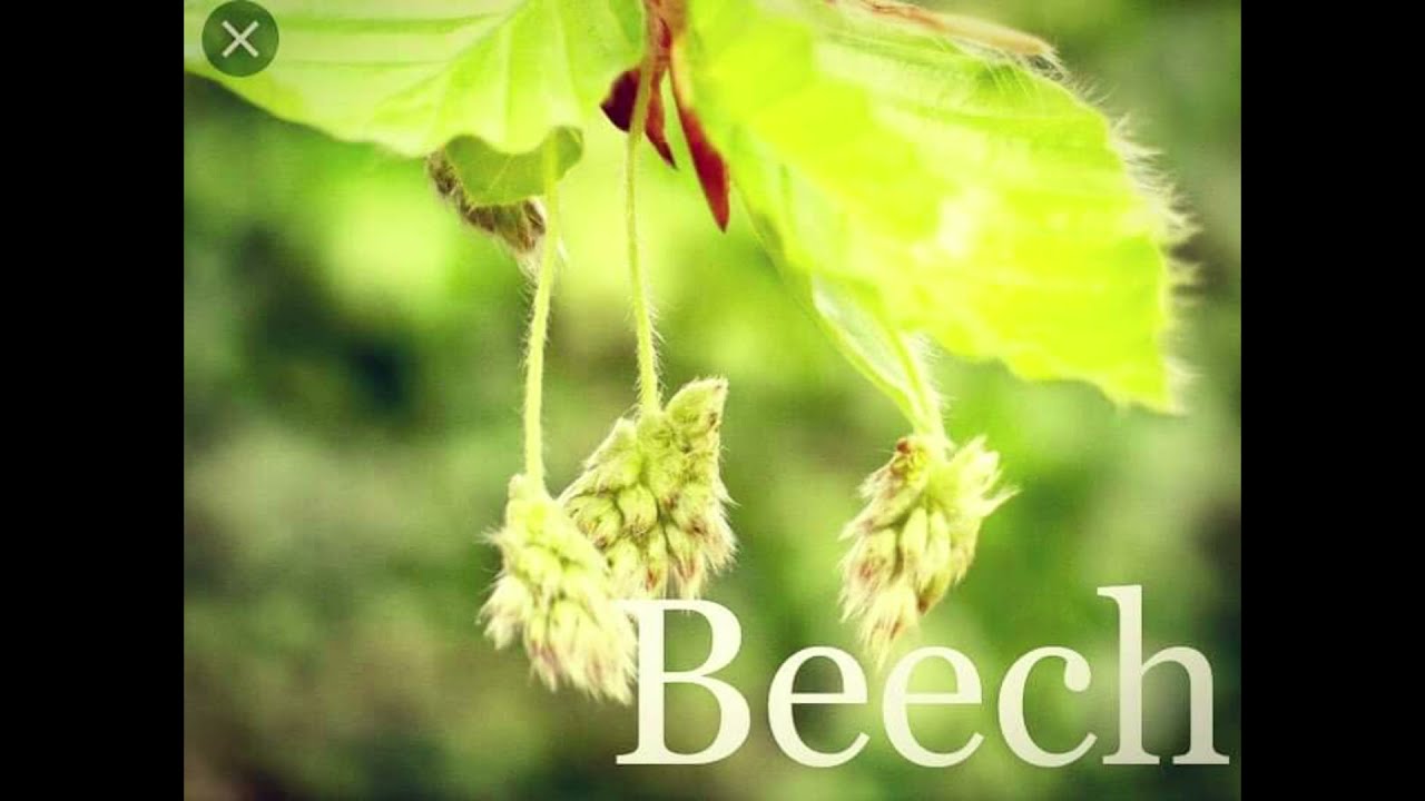 Бук крупнолистный Бук крупнолистный