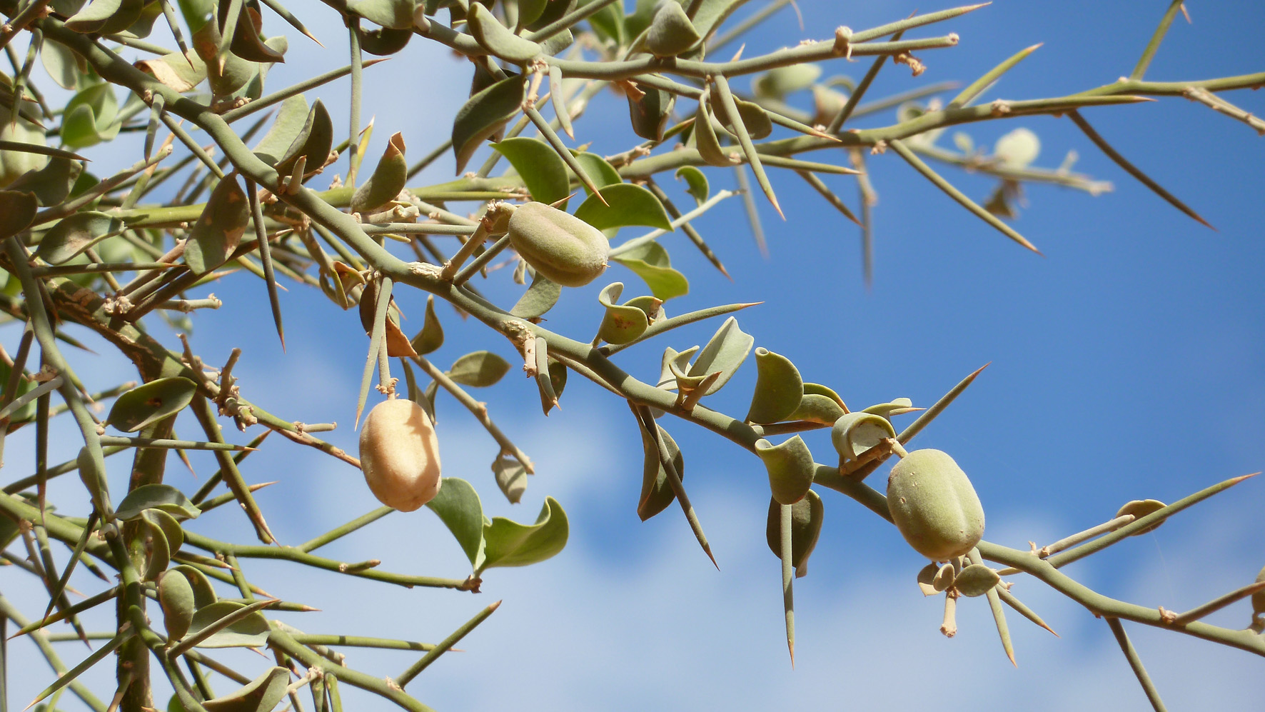 Баланитес Баланитес